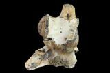 Fossil Crocodylomorph Vertebra - Montana #134813-3